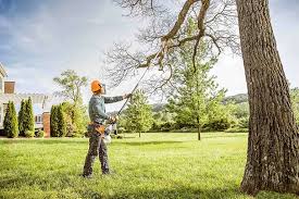 How Our Tree Care Process Works  in Manti, UT